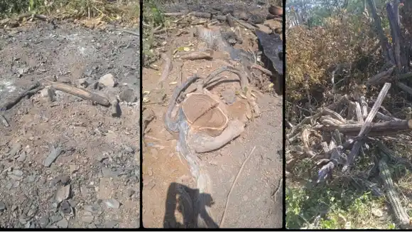 DENUNCIAN ECOCIDIO EN LARA: depredadores ambientales talan árboles sin compasión