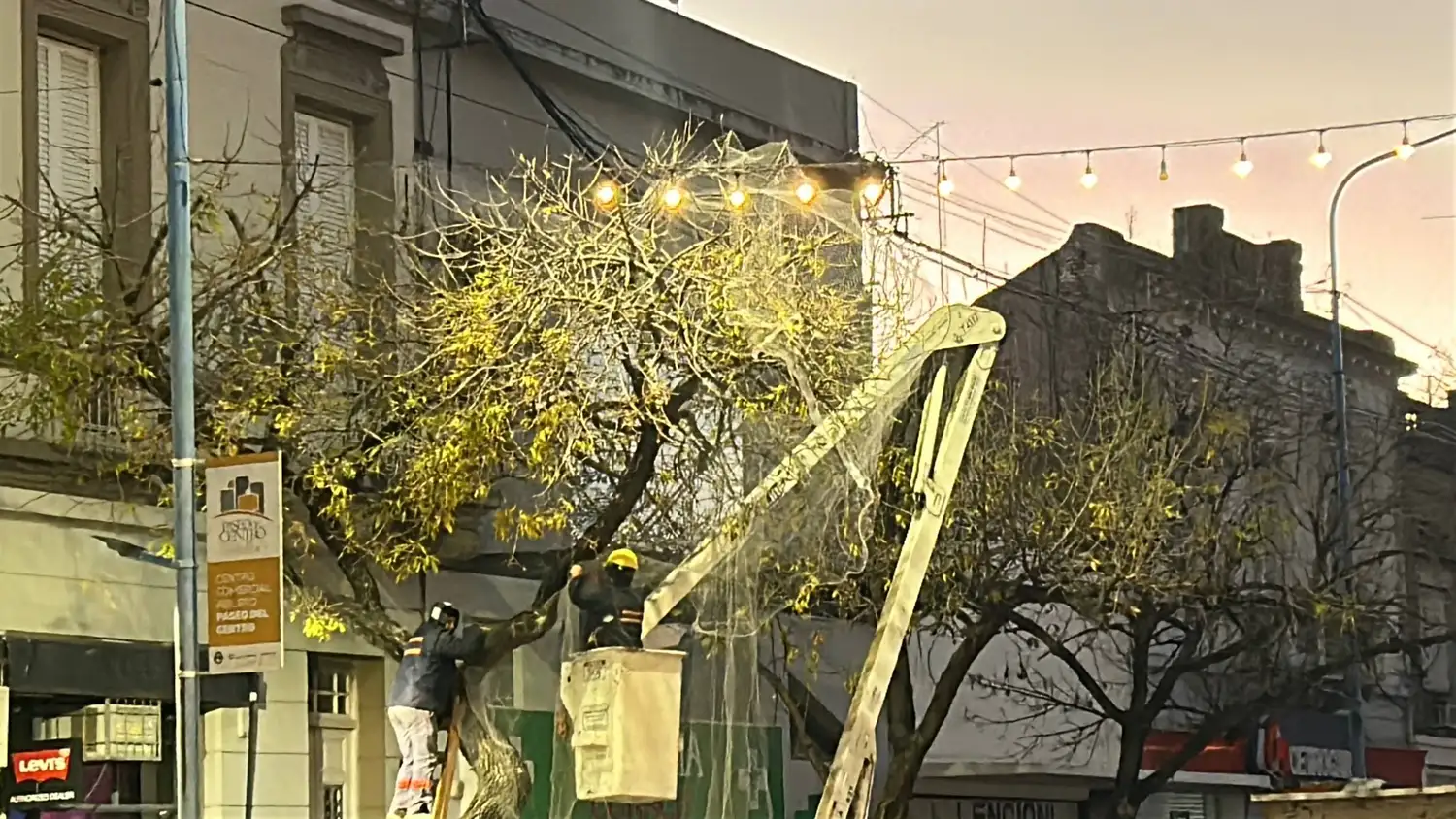 Instalaron nuevas redes en árboles del microcentro para ahuyentar las aves - 1