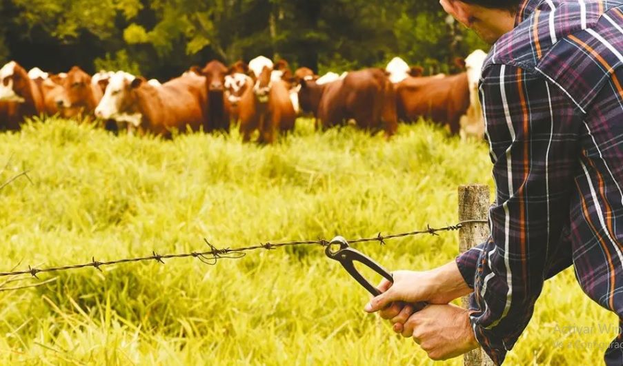 Robaron 57 vacas valuadas en casi 45 millones de pesos en un campo de Barra