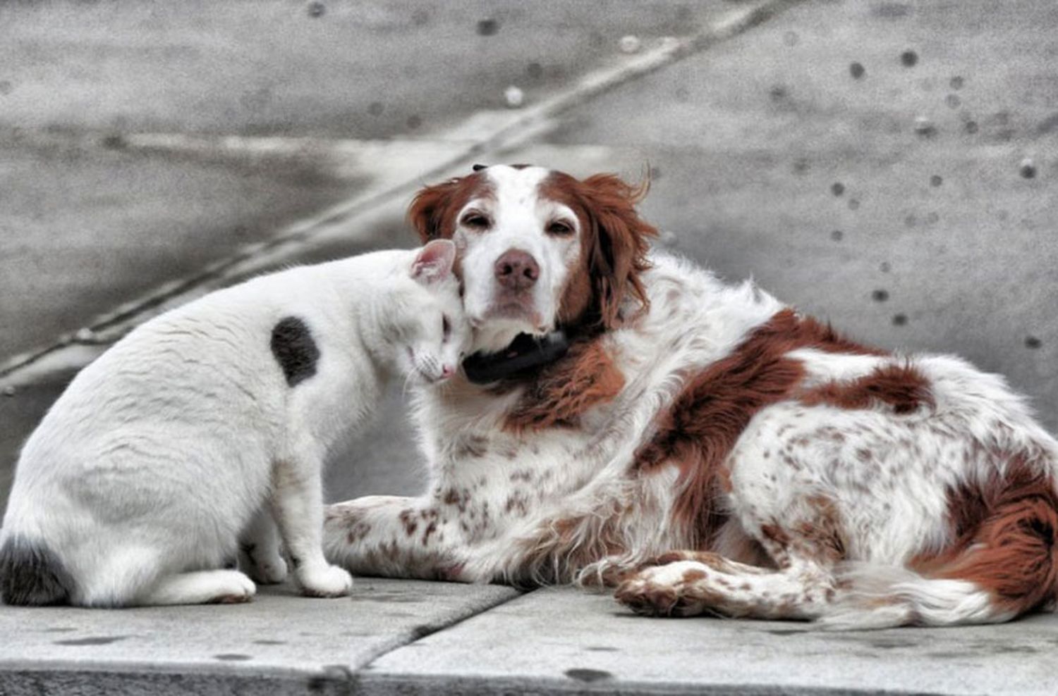 Cuáles son los 5 alimentos que les caen peor a los perros