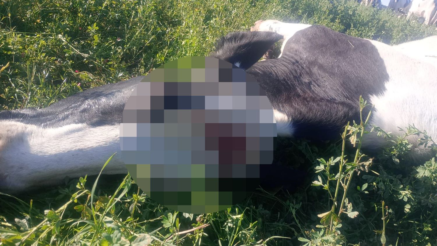 IMAGEN SENSIBLE | Balearon a una vaca en un tambo de Rafaela y debieron sacrificarla: “Es tristísimo”