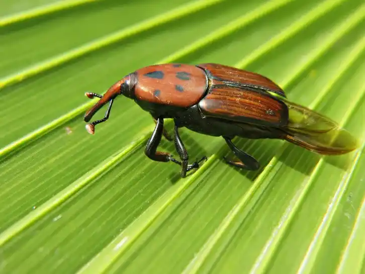 Declararon la emergencia fitosanitaria por el Picudo Rojo de las Palmeras y alertaron sobre su impacto en Entre Ríos