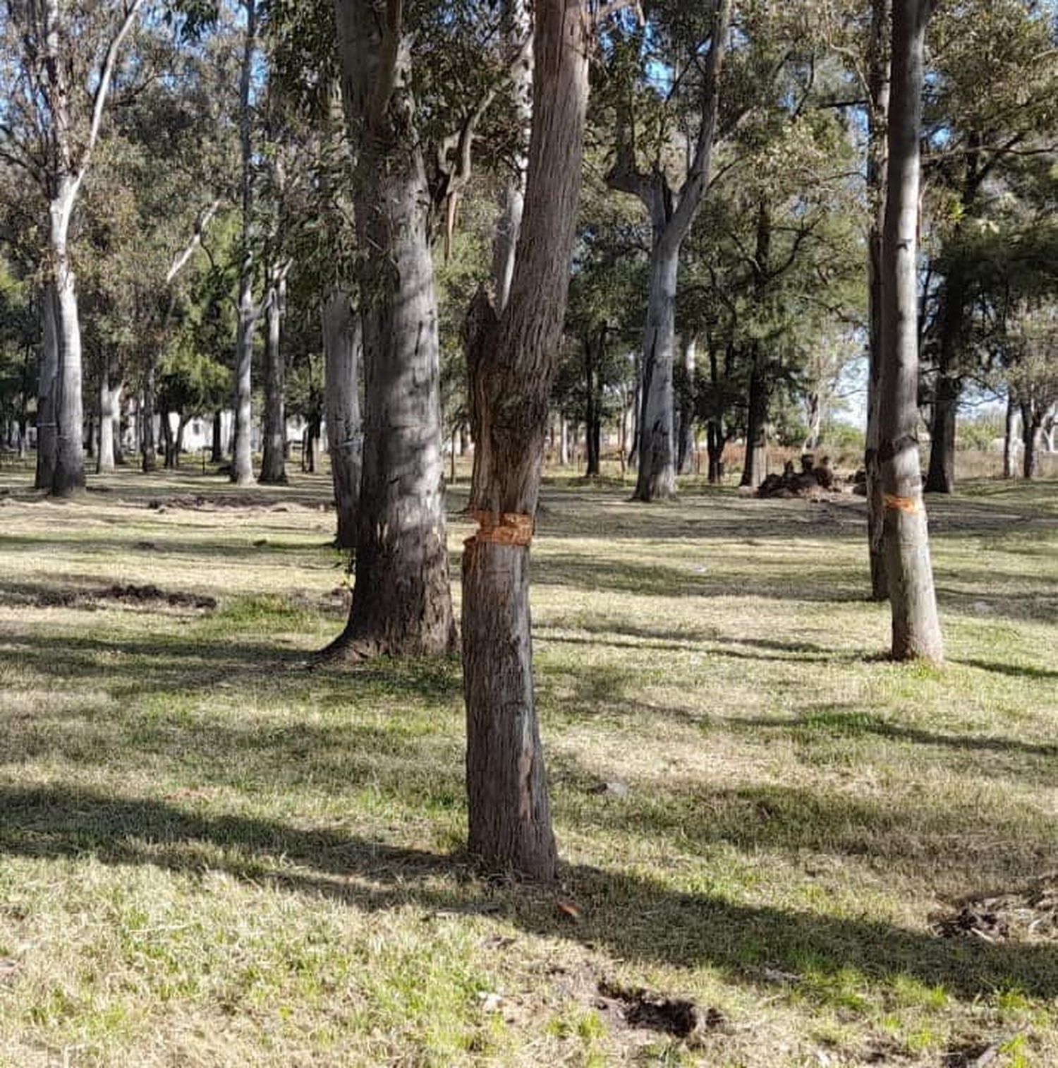 Daños en árboles del predio lindero a AIPRODIS.