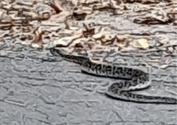 Encontraron una yarará en el Paseo Público: personal de Bromatología rastrilló la zona