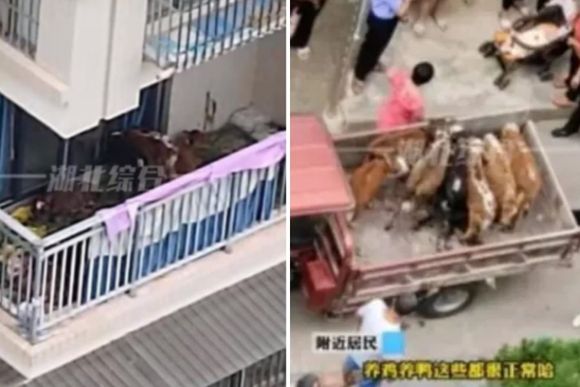 Un campesino intentó criar siete vacas en su balcón