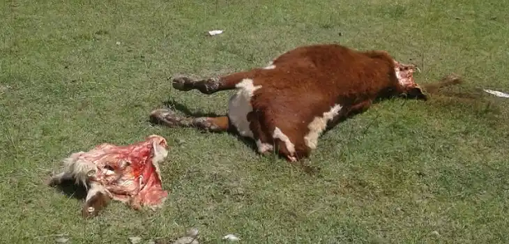 Abigeato: Carnearon dos vaquillonas preñadas