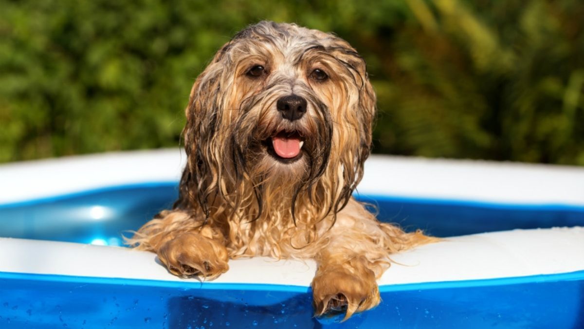 Ola de calor: recomendaciones para cuidar a tu mascota