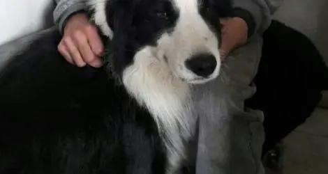 Perro perdido
