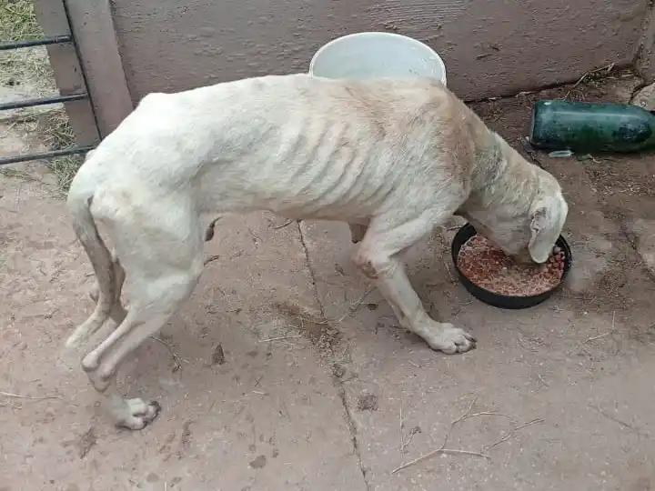 El perro se recupera lentamente.