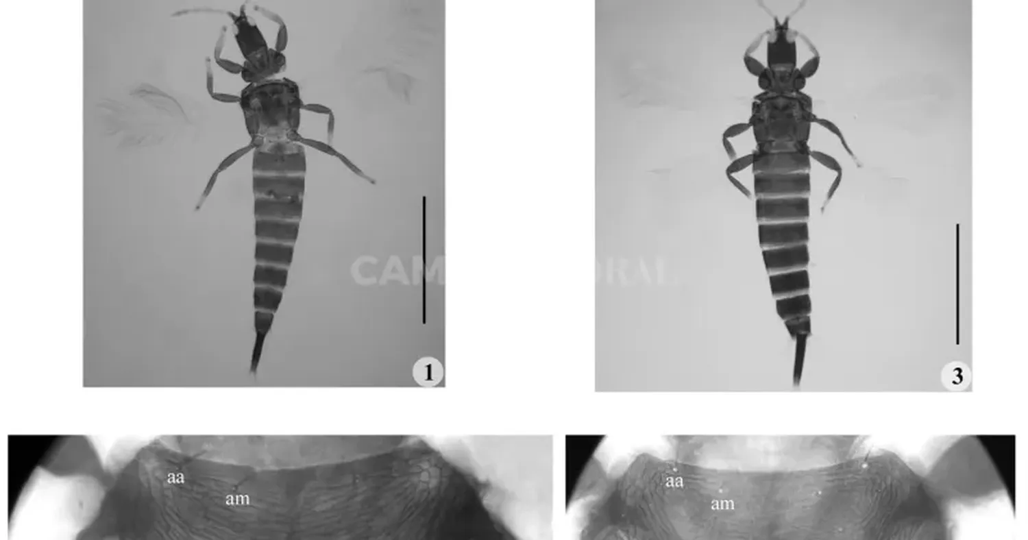 Trips, los “bichitos negros” del campo que pican en la ciudad