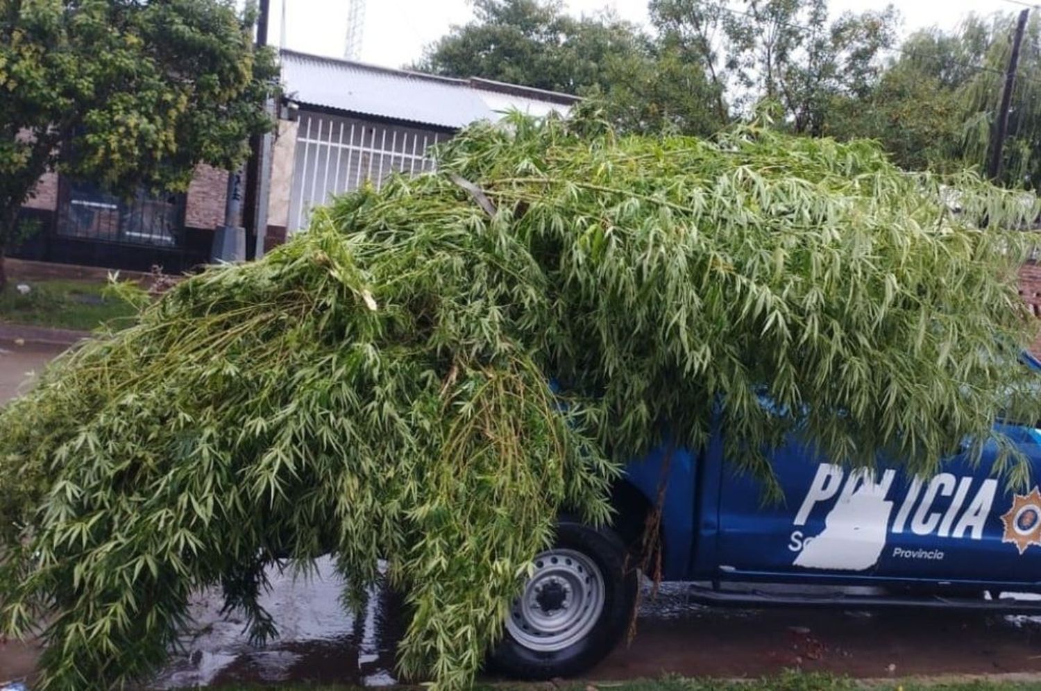 El joven tenía en su poder 8 teléfonos celulares y 35 plantas de cannabis