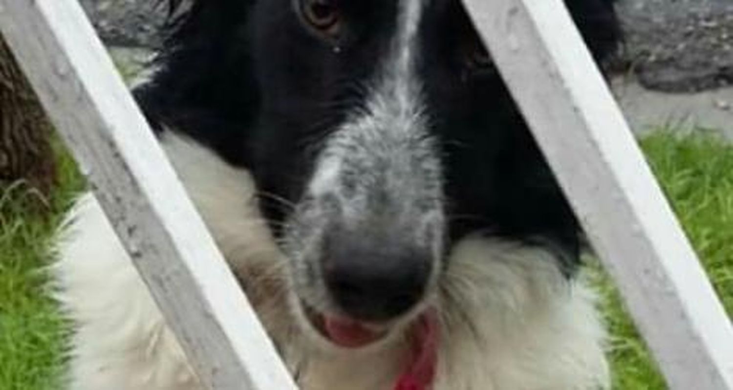 Border collie perdido