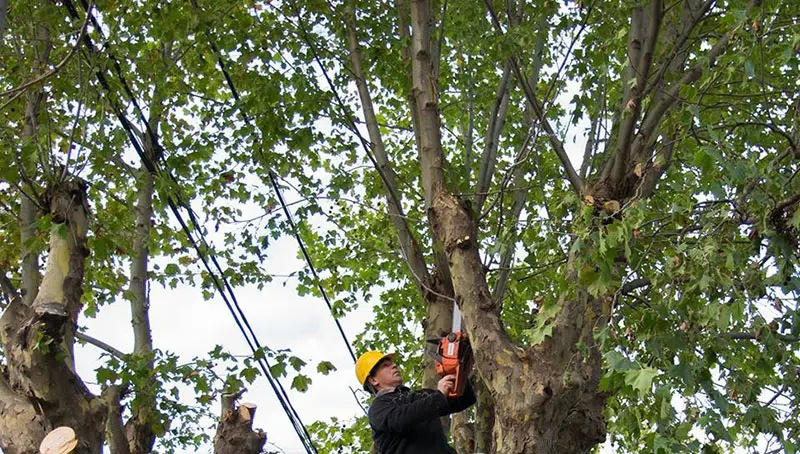 Curso de poda