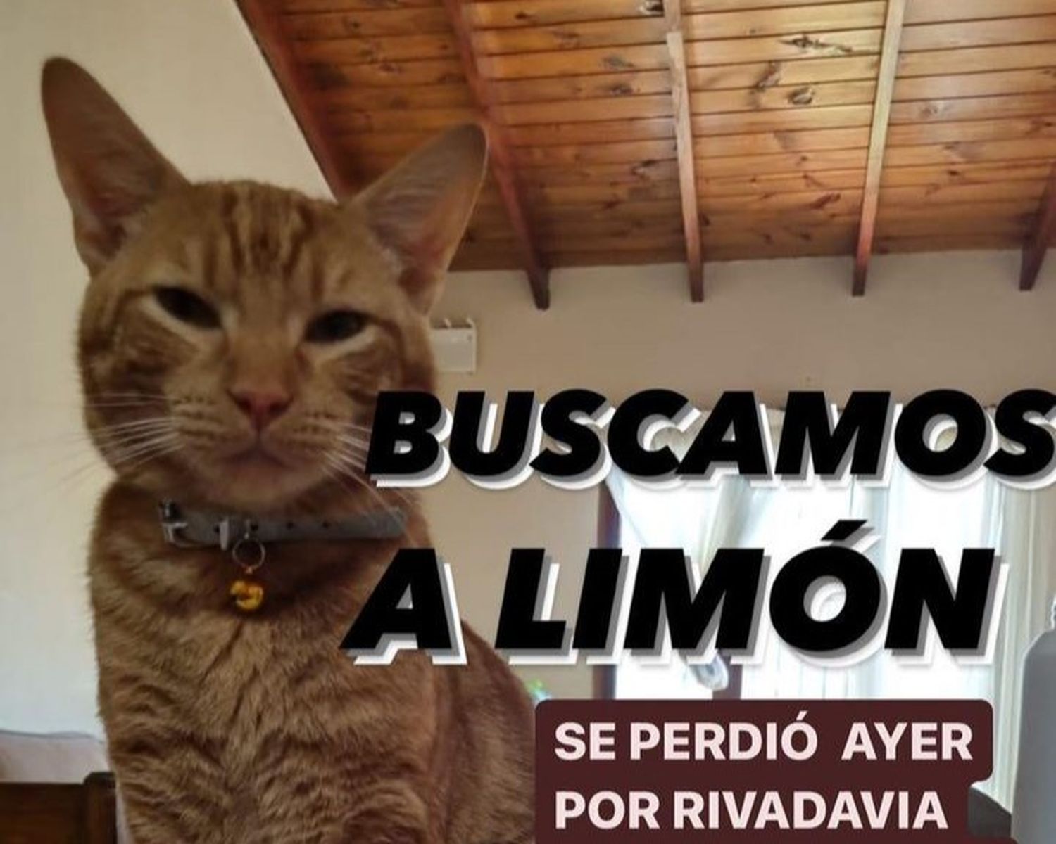 Buscamos a Limón