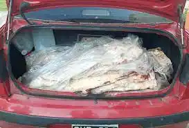Decomisaron dos medias reses que llevaban en el baúl de un auto