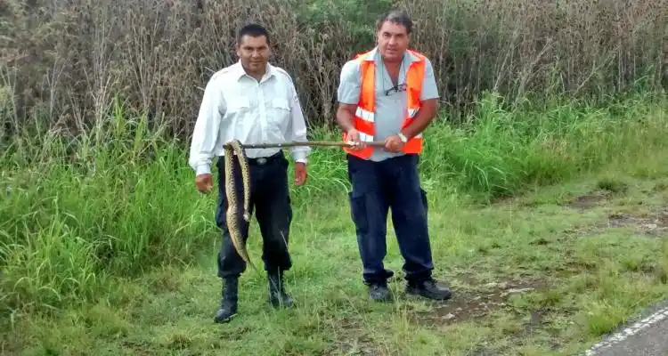 Encuentran víbora camino a Vuelta de Obligado