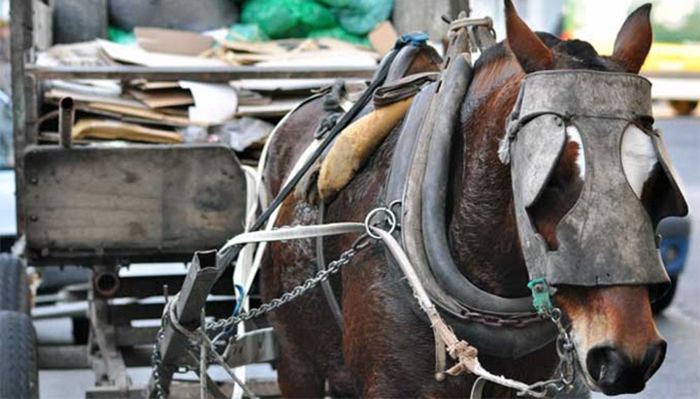 Brown prohibió la tracción a sangre animal.