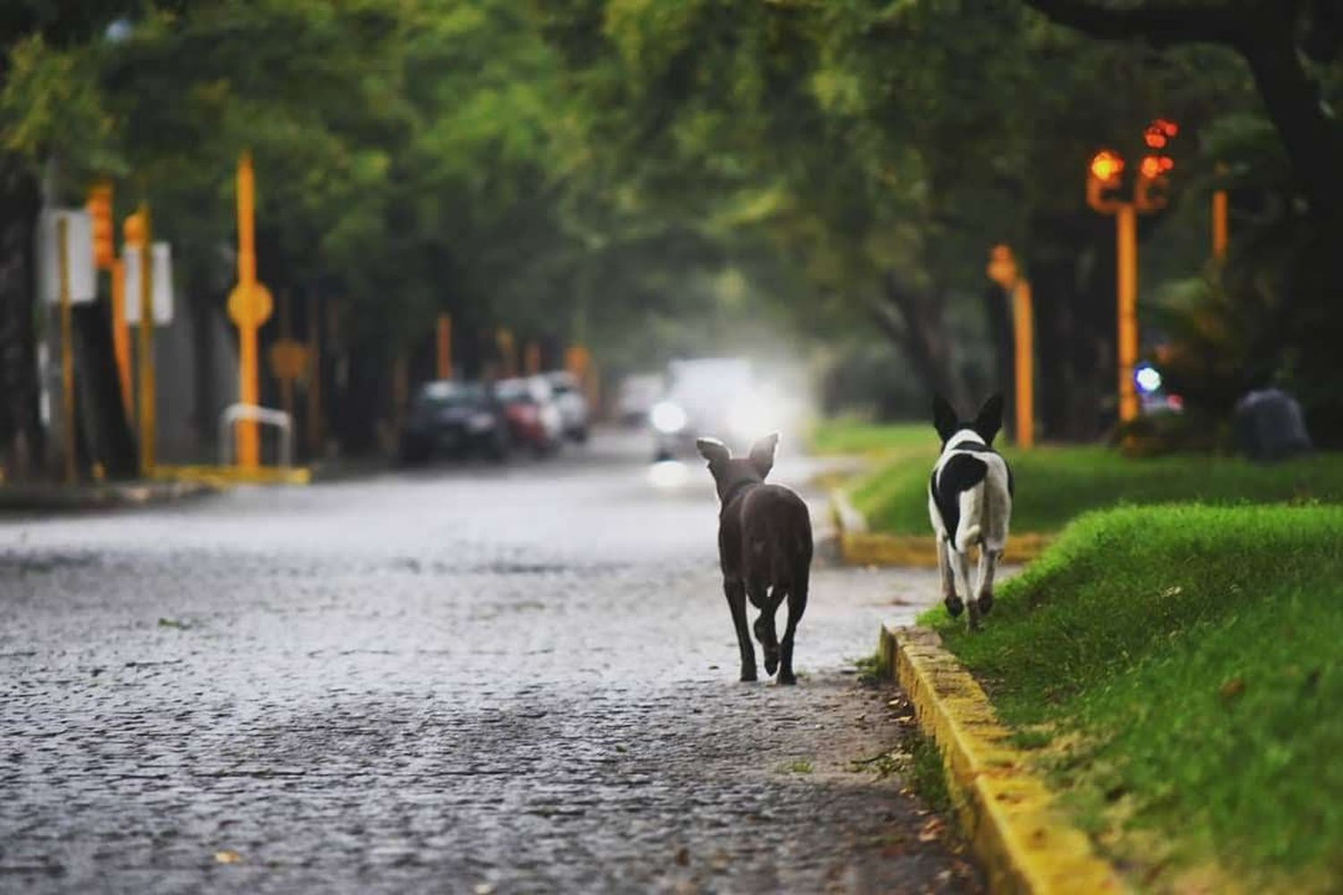 Nueva ordenanza de protección animal