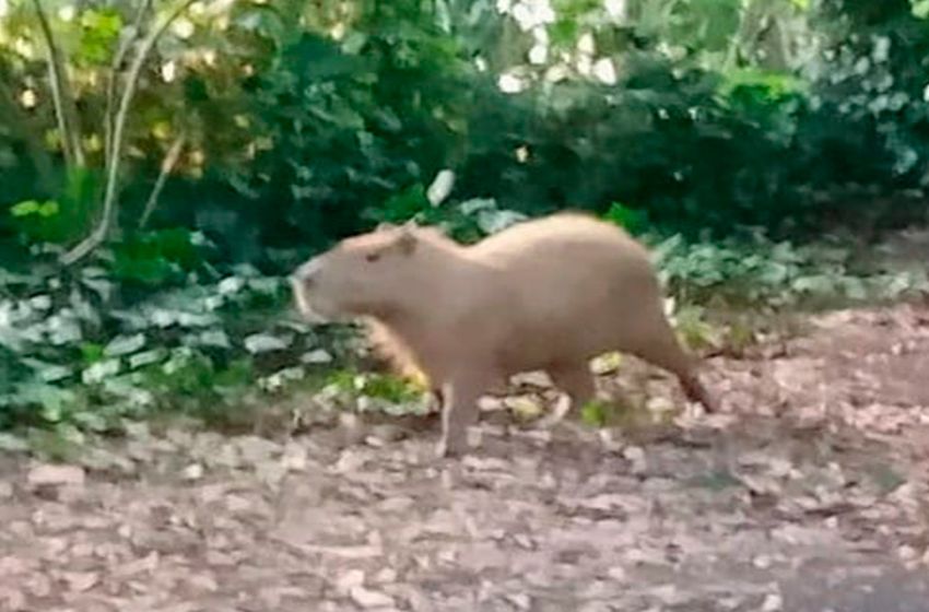 Video: encuentran a ejemplar de carpincho en el Bosque Peralta Ramos