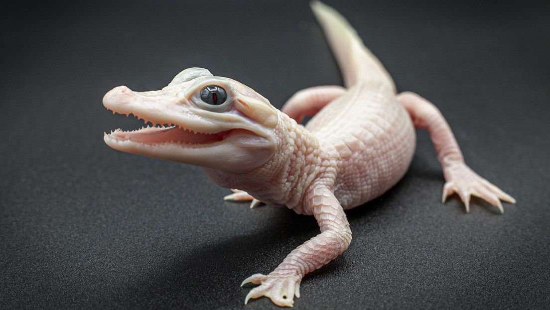 El animal tiene leucismo, una rara condición genética responsable de la coloración blanca de la piel.