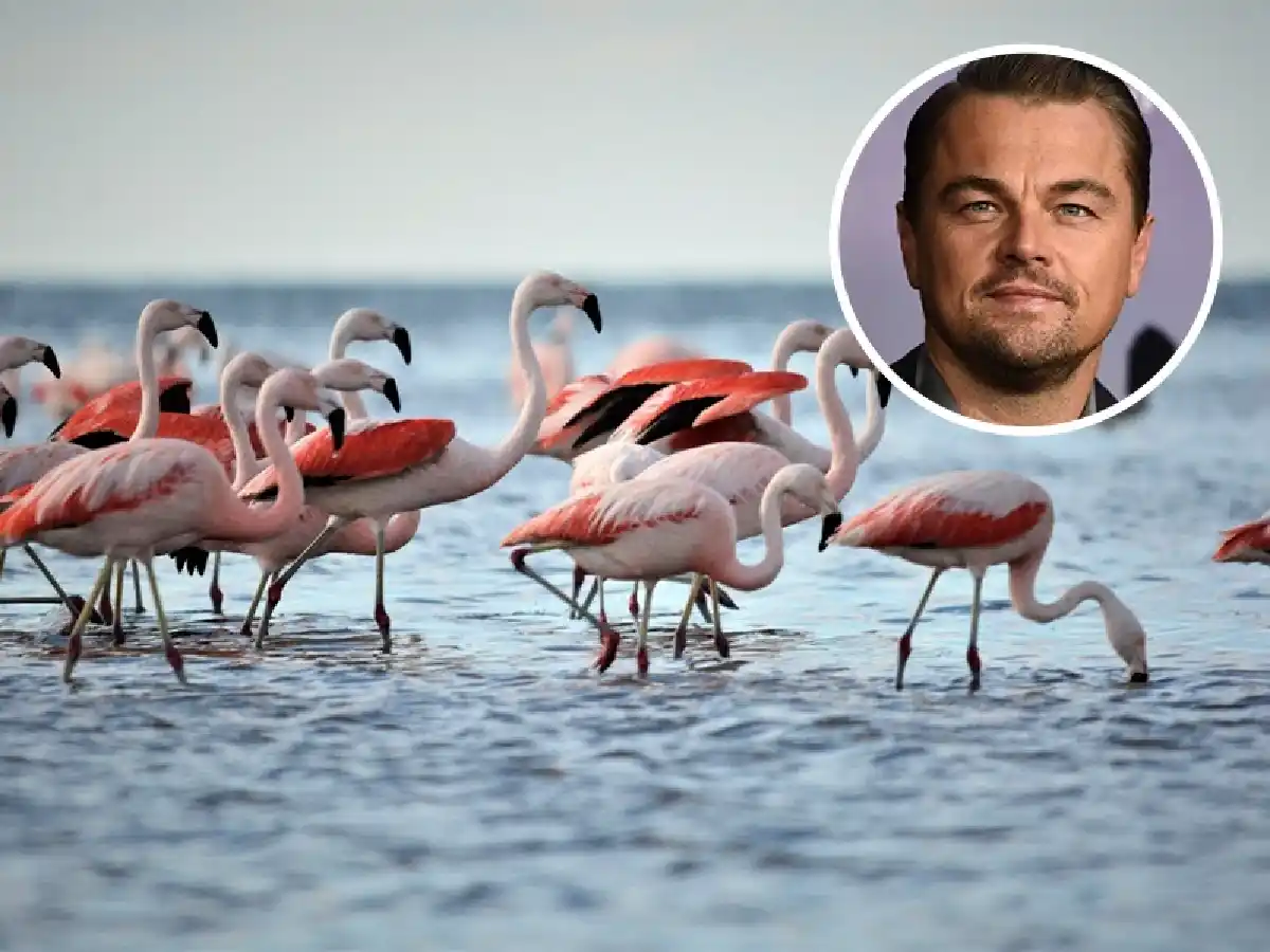 Leonardo Di Caprio celebró la creación del Parque Nacional Ansenuza