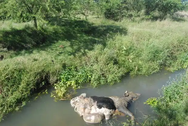 Carnearon una vaca en una chacra muy cerca de los barrios ATE 1 y 2  