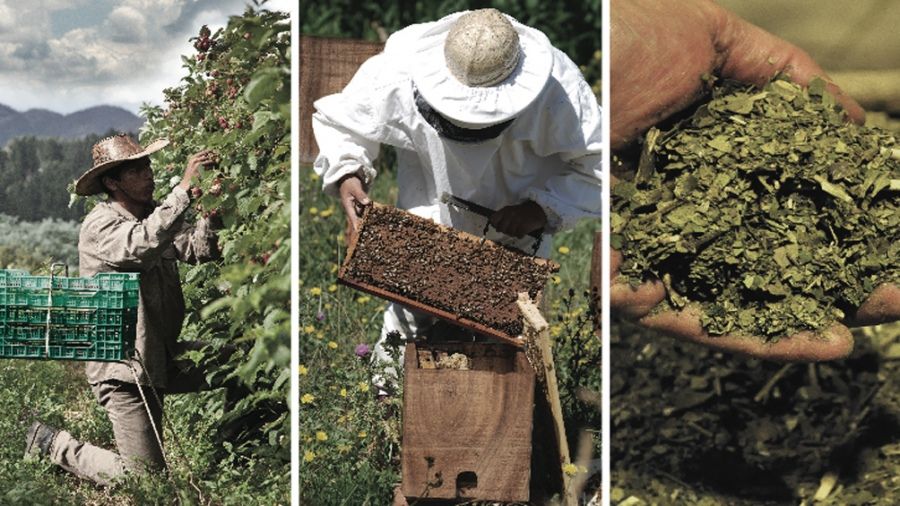 Retenciones de 0% para las exportaciones de productos orgánicos y agroindustriales