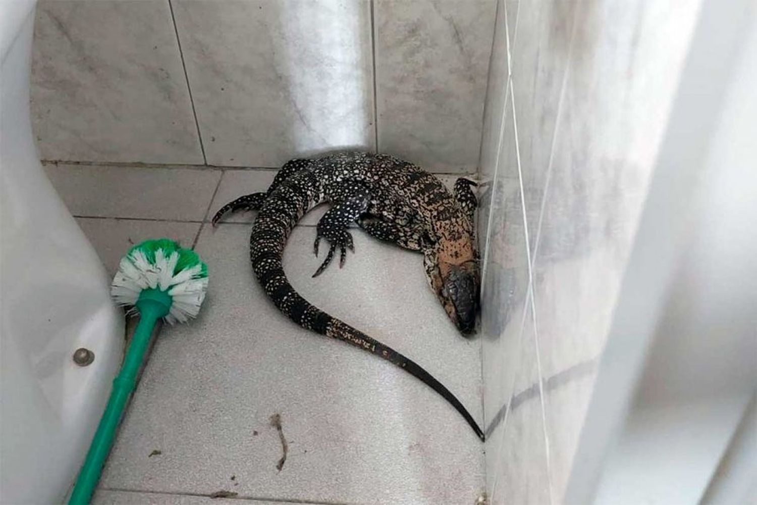 Entre Ríos: organizaron un domingo de limpieza y encontraron un lagarto en la casa