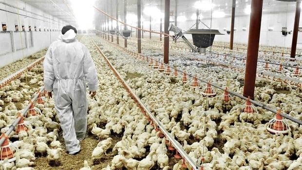 Influenza aviar en Córdoba. - 2