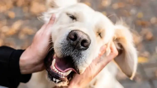 Acariciar perros mejora la salud.