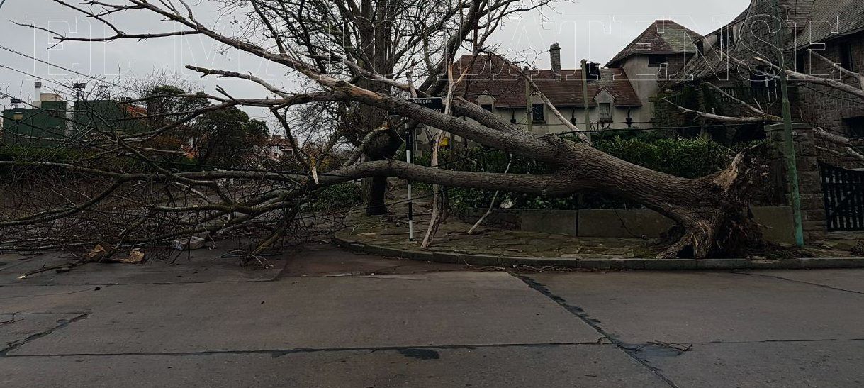Más de 15 árboles cayeron por las intensas ráfagas