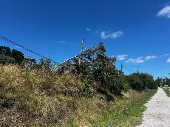 Un árbol cayó sobre el tendido eléctrico y dejó sin luz a 2 mil usuarios