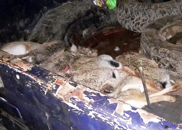 Otro trío de cazadores es sorprendido con armas largas, ahora en San Cayetano