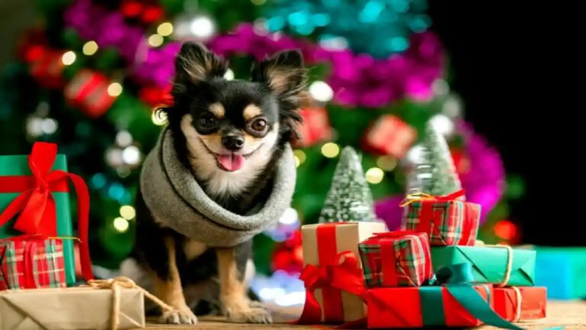 LOS ANIMALITOS TAMBIÉN HACEN REGALOS ¿Cuáles son y por qué?