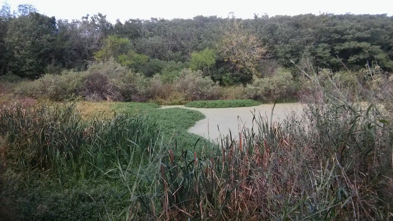 Vecinos denunciaron tala ilegal en un bosque nativo e intervino la Secretaría de Ambiente
