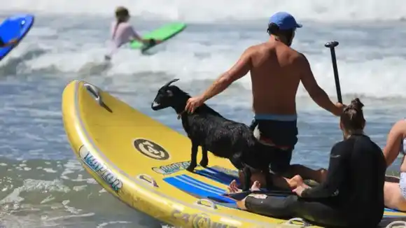 Cabras surfistas revolucionan las playas de California (+ Fotos)
