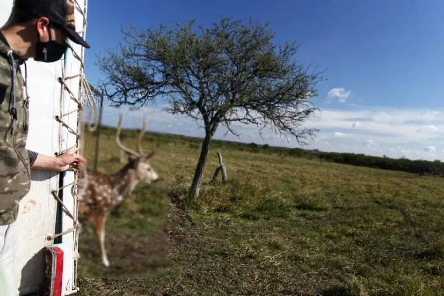 Las dos especies de animales que el Congreso quiere declarar plaga en Argentina y por qué