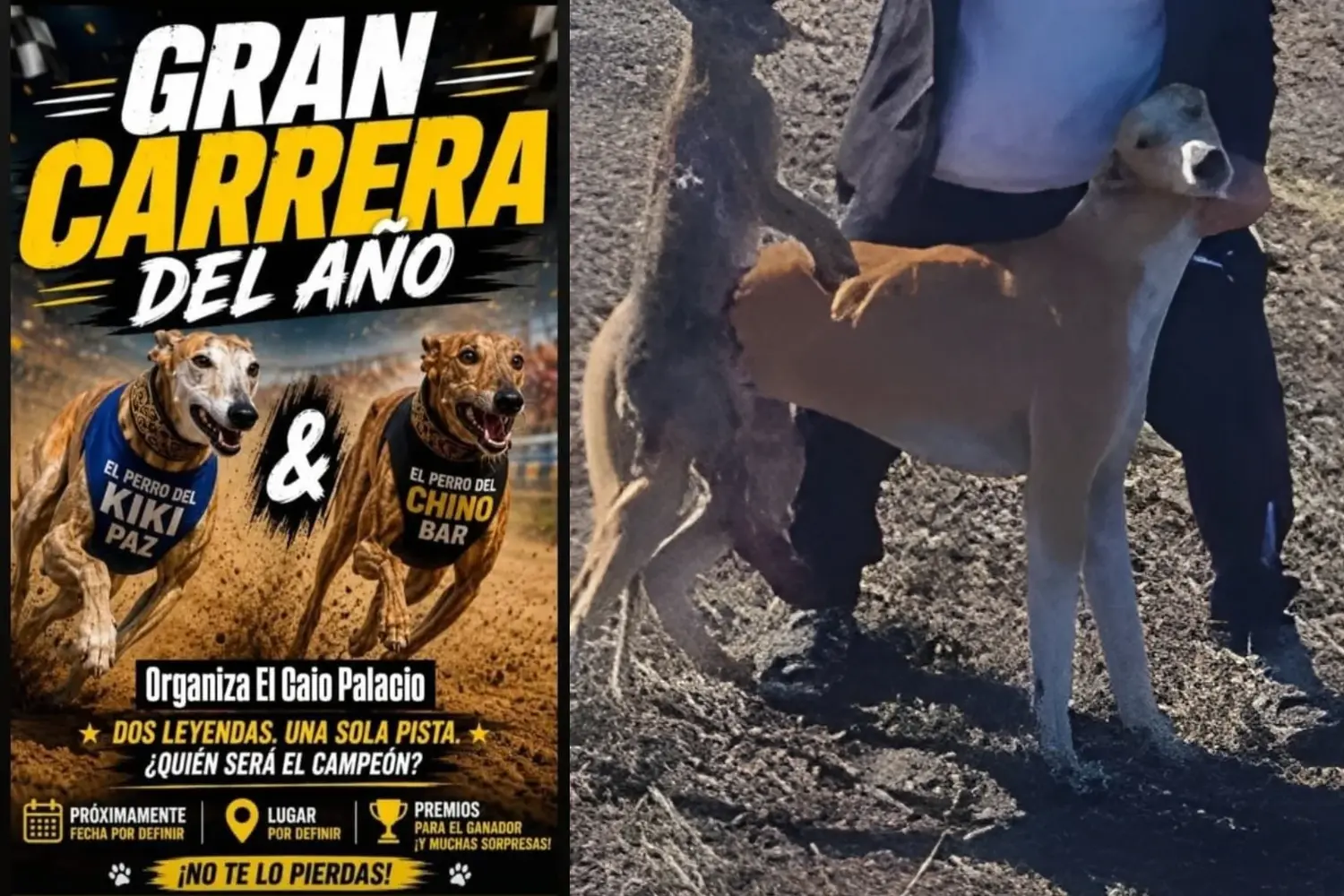 El flyer que anunciaba la presunta carrera de galgos y uno de los perros que serían protagonistas.