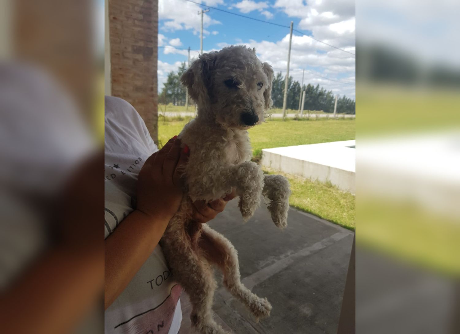Guadalupe busca a su caniche