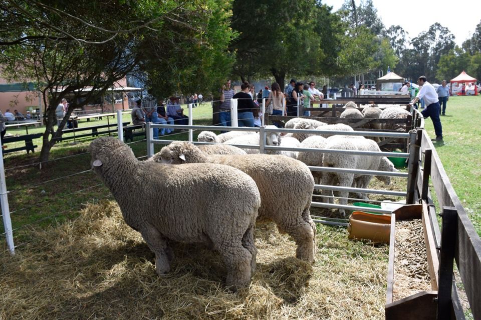 Primera Expo Ovina en San Cayetano: Destacan recuperación de una exposición para el distrito