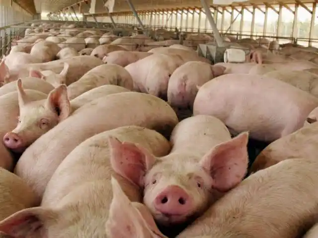 El sector porcino pide no suspender los frigoríficos ante un caso de coronavirus