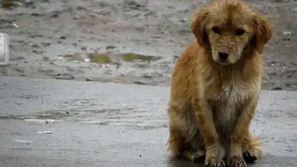 ANIQUILADOR ANDA SUELTO: unas 30 mascotas han sido asesinadas en Lara