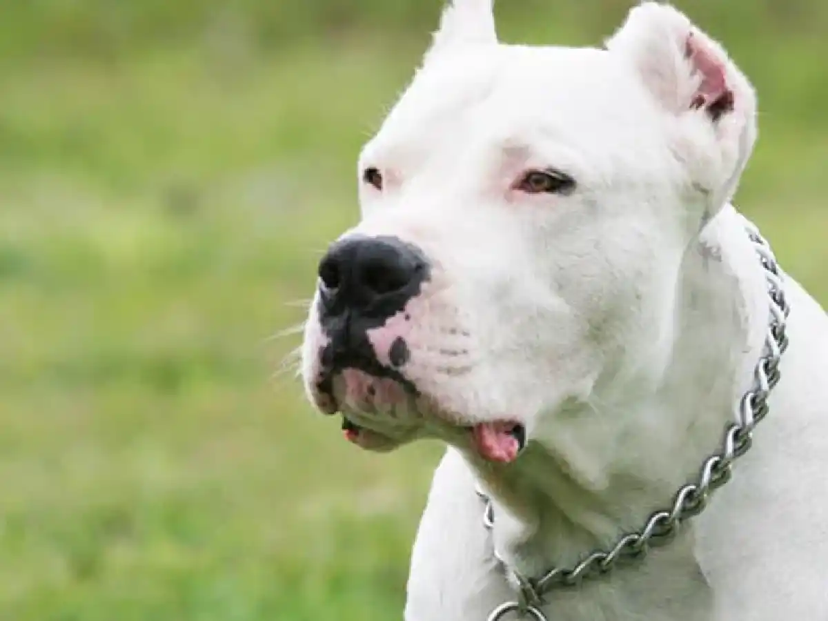 Tres hermanas fueron  atacadas por un dogo en su casa