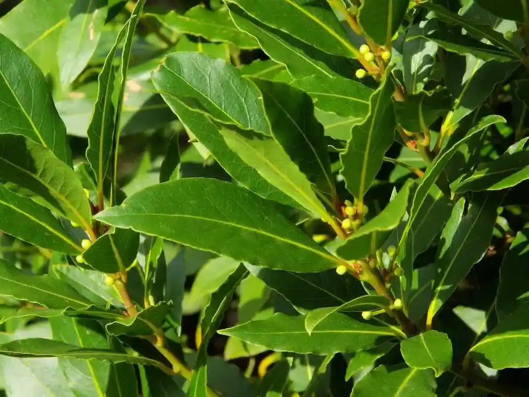 Árbol Laurel