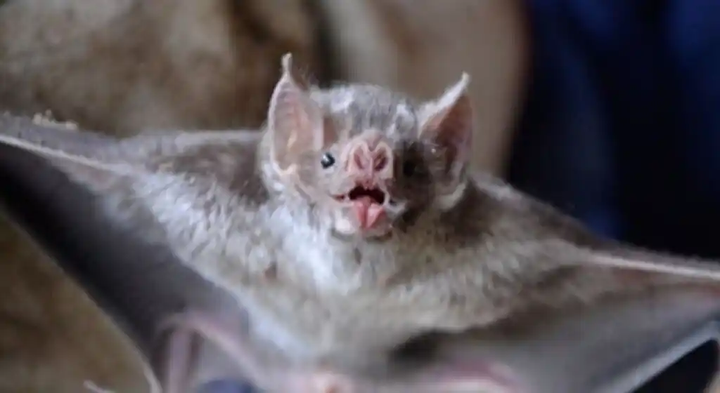 Alerta por un caso de rabia en la ciudad