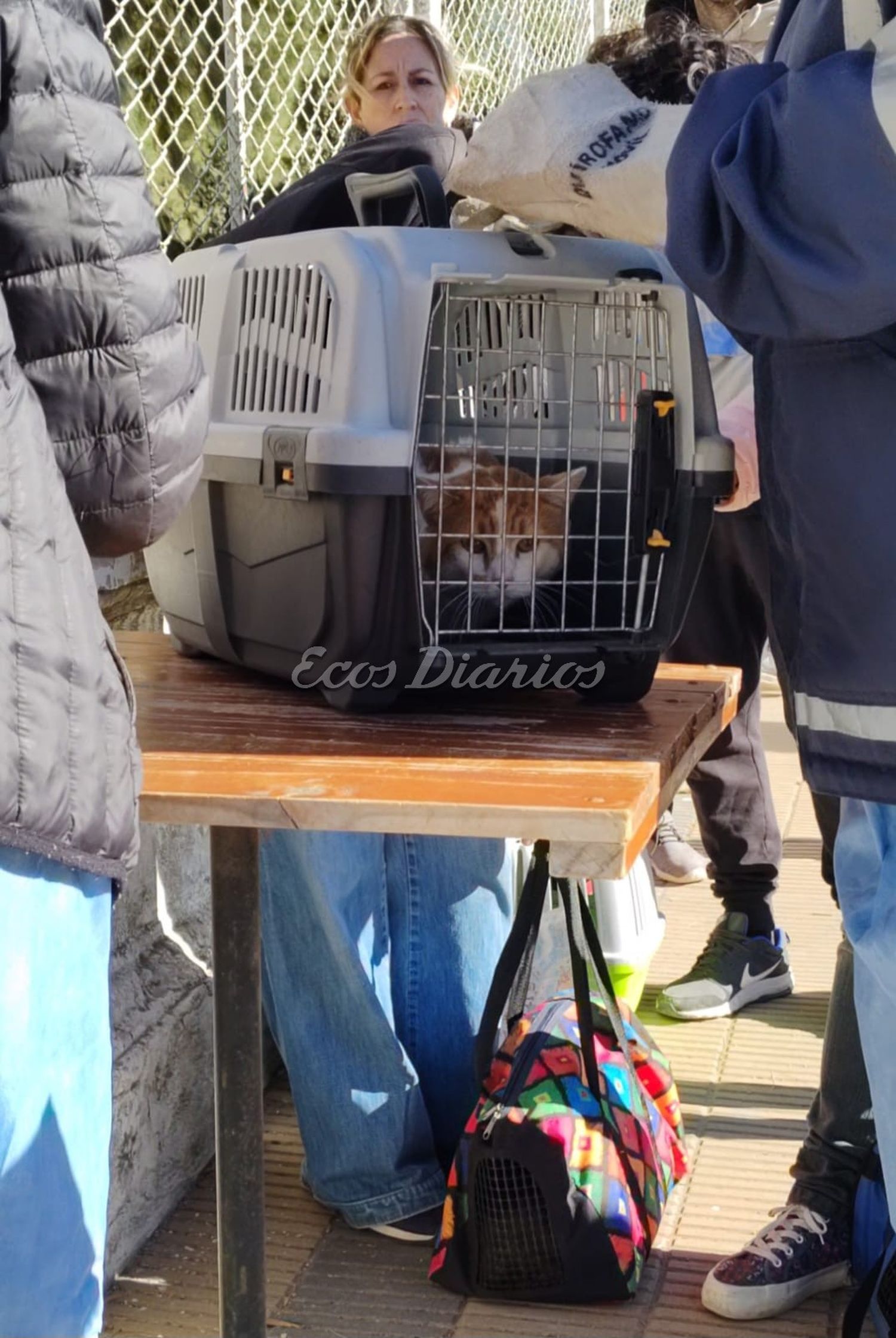 Animales listos para la vacunación o castración.