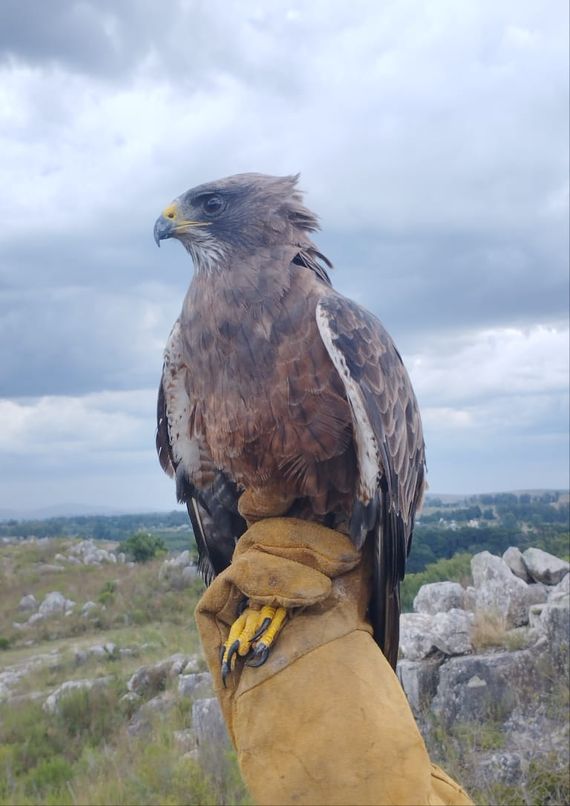 Granja Los Pibes rescató y liberó un Aguilucho Langostero