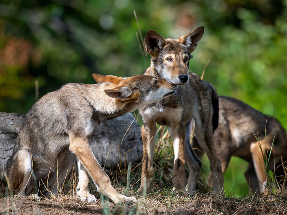 Revivieron al lobo terrible, una especie extinta que vivió en América del Norte hace 13 mil años