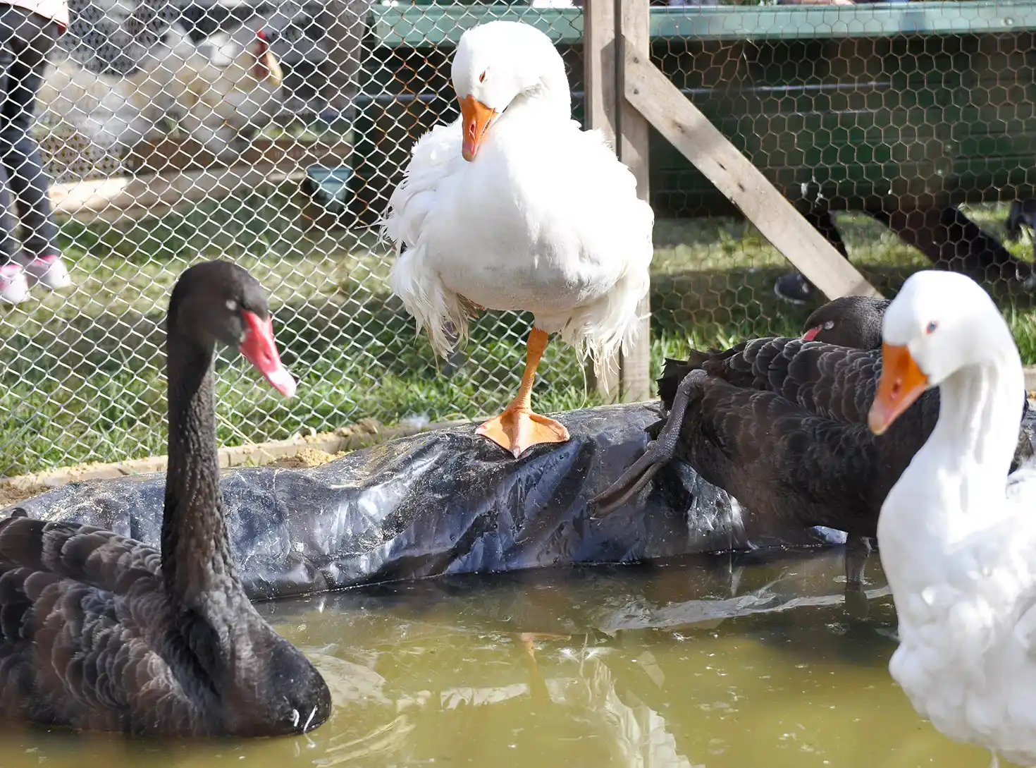 Desde toros a faisanes, los animales protagonistas de la Expo Rural