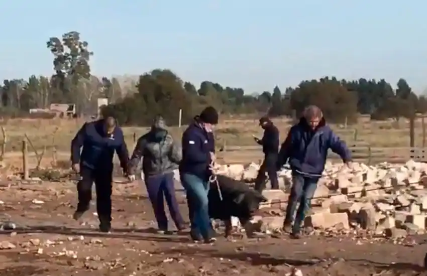 Clausuran un criadero de cerdos clandestino en zona norte y secuestran seis animales